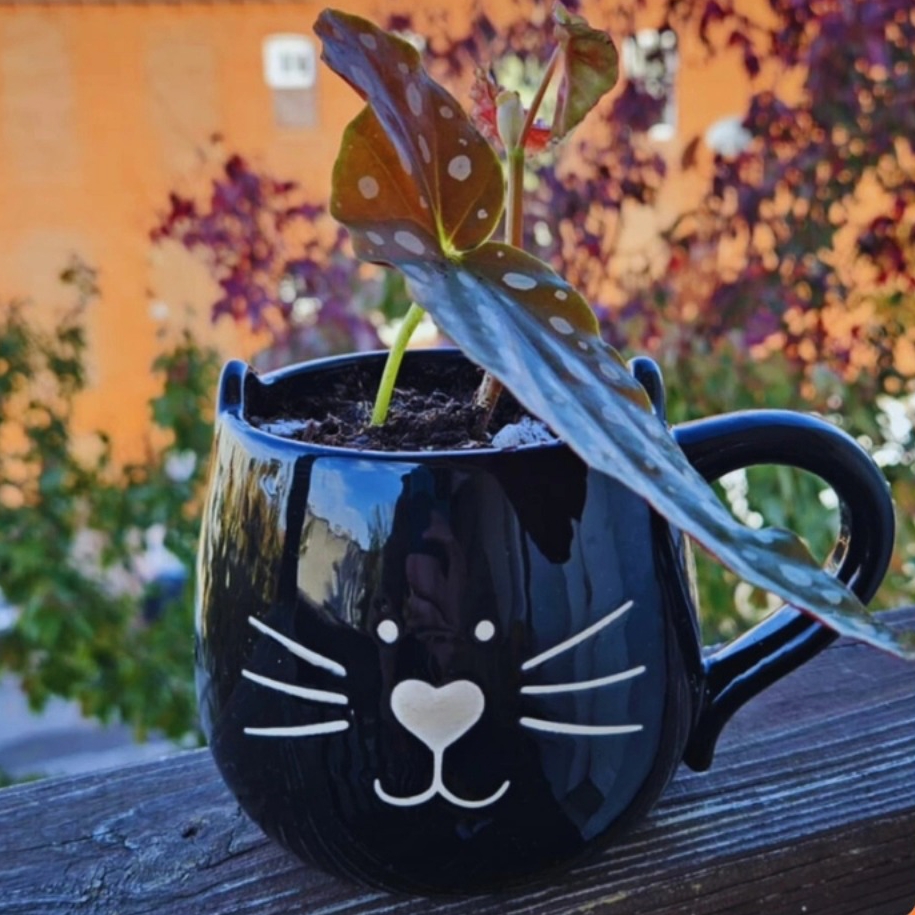 October Plant & Planter Workshop with Clay and Sprouts
