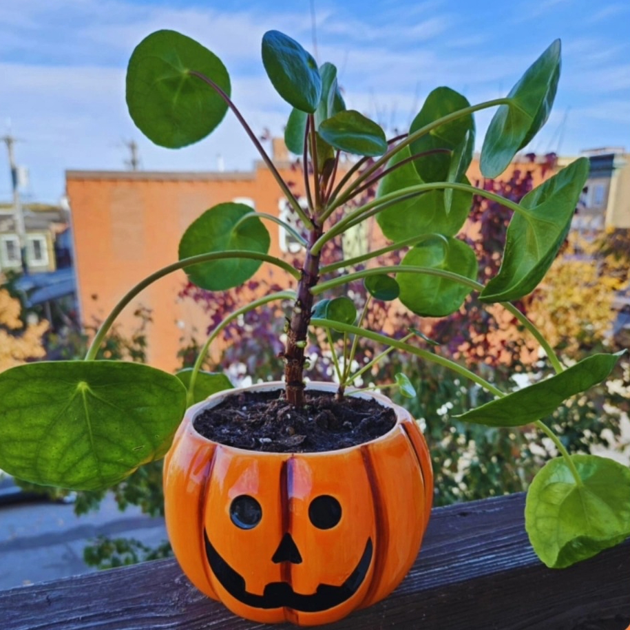 October Plant & Planter Workshop with Clay and Sprouts
